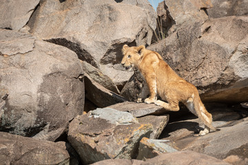 Lion cub climbs over rocks looking left