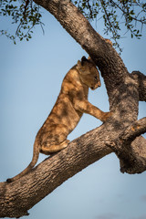 Lion cub climbs tree under blue sky
