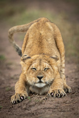 Lion cub closes eyes stretching on track