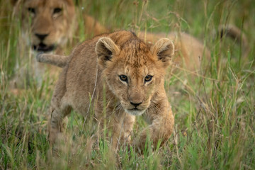 Lion cub crosses grass with mother behind