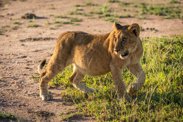Lion cub crosses grassy plain looking back