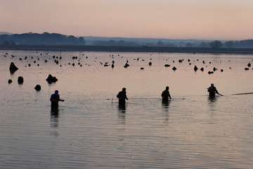 Fish harvest in Crna Mlaka