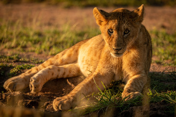 Lion cub lies facing camera on grass