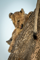 Lion cub lies growling on tree trunk