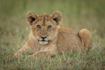 Lion cub lies in grass eyeing camera