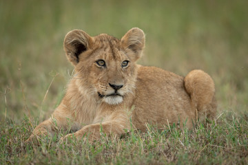 Plakat Lion cub lies in grass turning head
