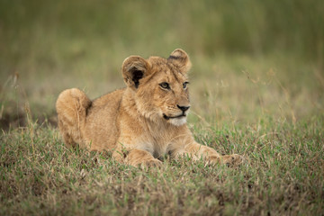 Lion cub lies in grass looking right