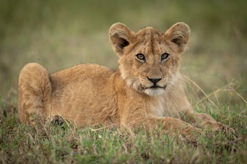 Lion cub lies in grass watching camera