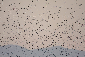 Flock of common starling in the evening