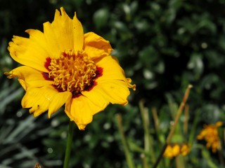 yellow Coreopsis 'grandiflora' flower with soft focus natural background