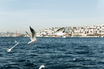 Fototapeta na wymiar A group of seagulls flies over the Bosphorus against the background of Istanbul in Turkey.