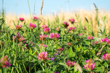 Red clover. Clover flowers on a background of green leaves.