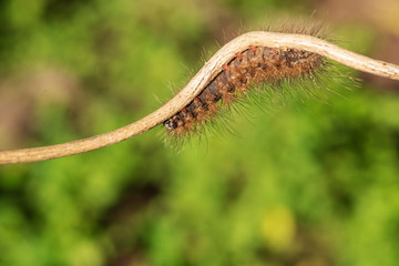 Caterpillar Orange color on a small branch.