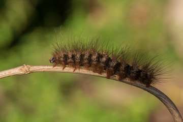 Caterpillar Orange color on a small branch.
