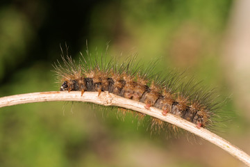 Caterpillar Orange color on a small branch.