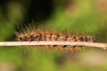 Caterpillar Orange color on a small branch.