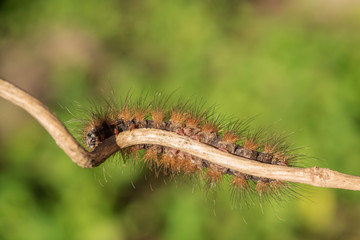 Caterpillar Orange color on a small branch.