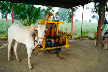 Obraz premium It is an Indian bullock juicer machine. it is used to wringing out juice of sugarcane. It is mainly used in rural areas in Indian.
