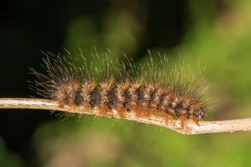 Caterpillar Orange color on a small branch.