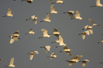 The great egret in flight from Crna Mlaka