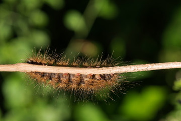 Caterpillar Orange color on a small branch.