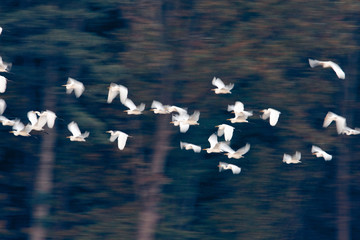 The great egret in flight from Crna Mlaka