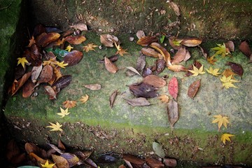 石の階段と落ち葉