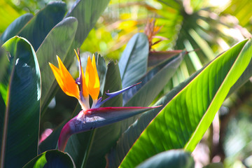 Bird of paradise flower (Strelitzia) illuminated by the morning sun growing on Tenerife island...