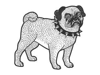 Angry evil pug pet dog in spiked collar sketch engraving vector illustration. T-shirt apparel print design. Scratch board style imitation. Hand drawn image.