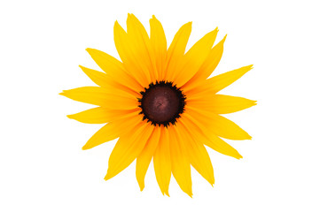Top view of a perfect blooming flower with yellow petals isolated on a white background in close-up.