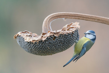 Detailed portrait of Eurasian blue tit (Cyanistes caeruleus) © Manuel