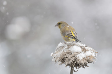 Bird in snow, portrait of Greenfinch under snowflakes (Chloris chloris)