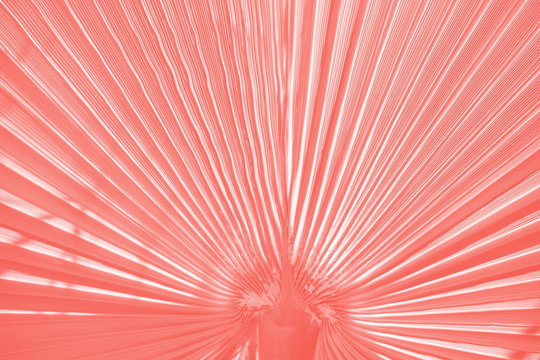 Palmen Blatt pantone 