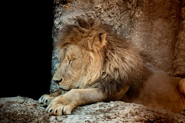 lion sleeping in the zoo