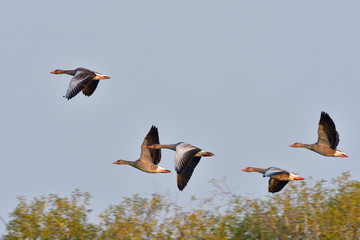 Graugänse im Herbst in der Oberlausitz	
