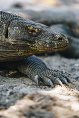 Obraz premium Komodo dragon in Komodo Island, in Indonesia