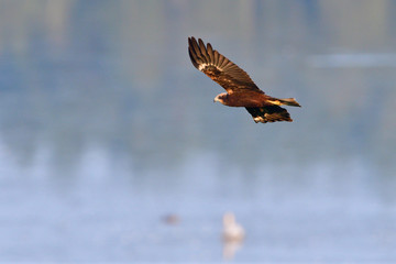 Rohrweihe im Flug in der Oberlausitz	