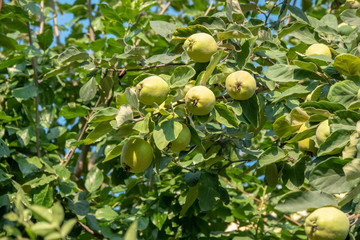 ripe quinces between tree branches