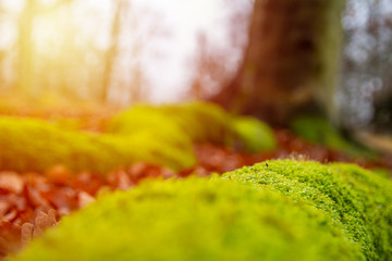 Detail of moss on tree root with blured background and sun. Autumn, winter background