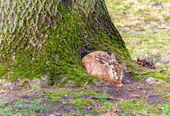 Cute rabbit sitting in tree, hide in  tree root.