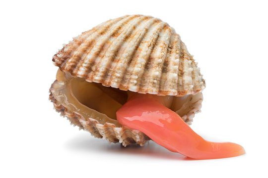 Prickly cockle with an extending long foot