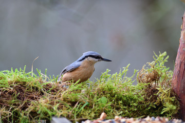 Portrait of a eurasian nuthatch on a feeder full of seeds and sunflowers