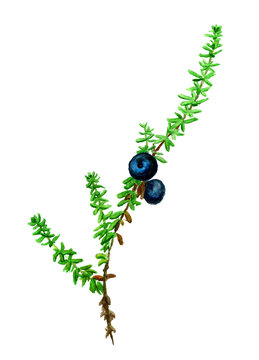 Watercolor image of crowberry