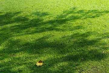 Shade of a tree branches on turf green grass in a park with fallen leaves