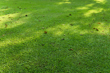 Shadow of the tree on a green grass lawn with fallen leaves in the Holiday Morning