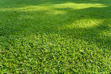 Green Grass field with shade of tree in a morning light close up shot