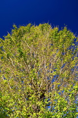 黄葉の古木の銀杏と青空