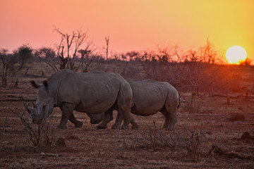Fototapeta premium Two rhinos and an astonishing beautiful sunset