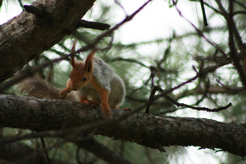 Naklejka na ściany i meble cute squirrel on a tree
