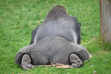 Silberrücken Gorilla liegt auf einer Wiese Blick von hinten Ansicht